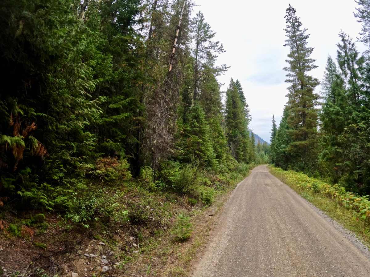 South Fork Little Joe Creek - FS 221 photo 6