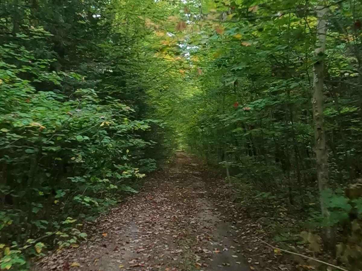 Little Dollar - Timber Trail photo 6