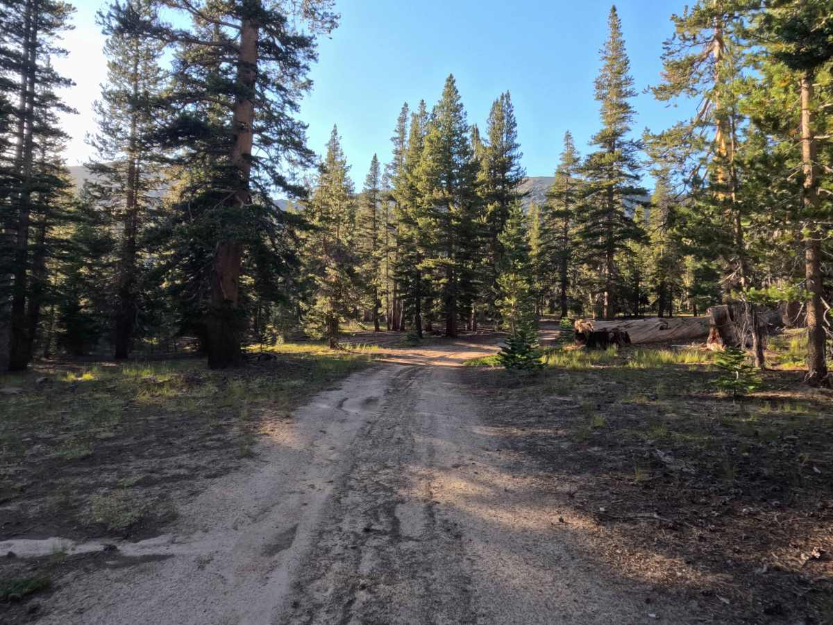 Unnamed Spur off Jobs Peak Trail Road - FS 31051 trail photo