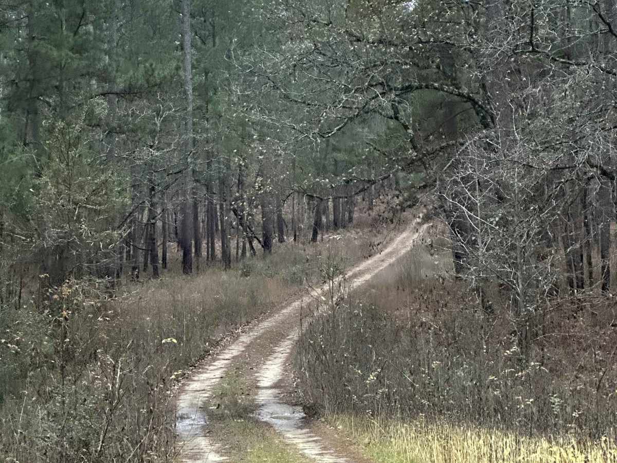 Bethel Spur - FS 211A photo 4