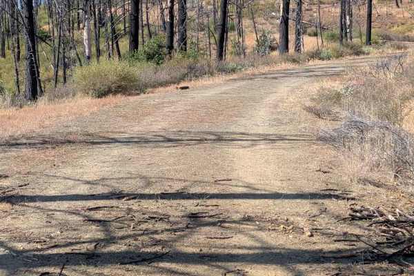 Panther Ridge Road - FS 29N33