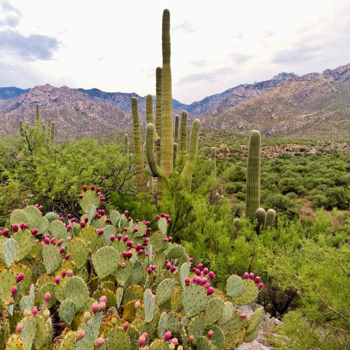 Near Sutherland Trail