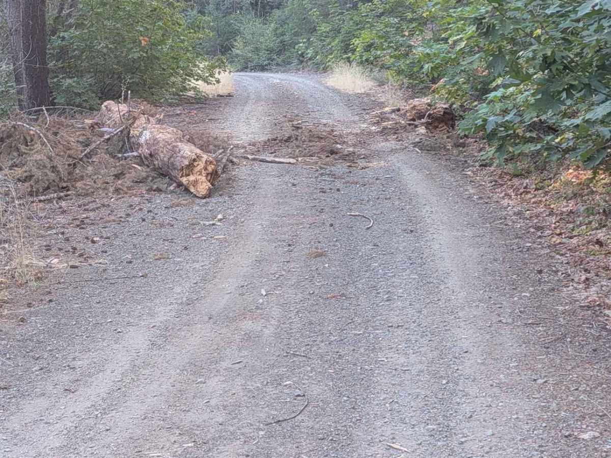 South Fork Goods Creek Road - FS 29N27 photo 4