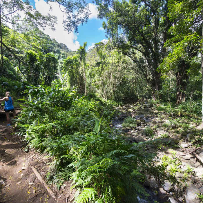 Near Maunawili Falls Hike Near Maunawili Falls Hike