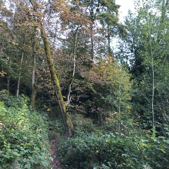The trail leading back up into the forest from the west end. Near West Fork Trail Trail