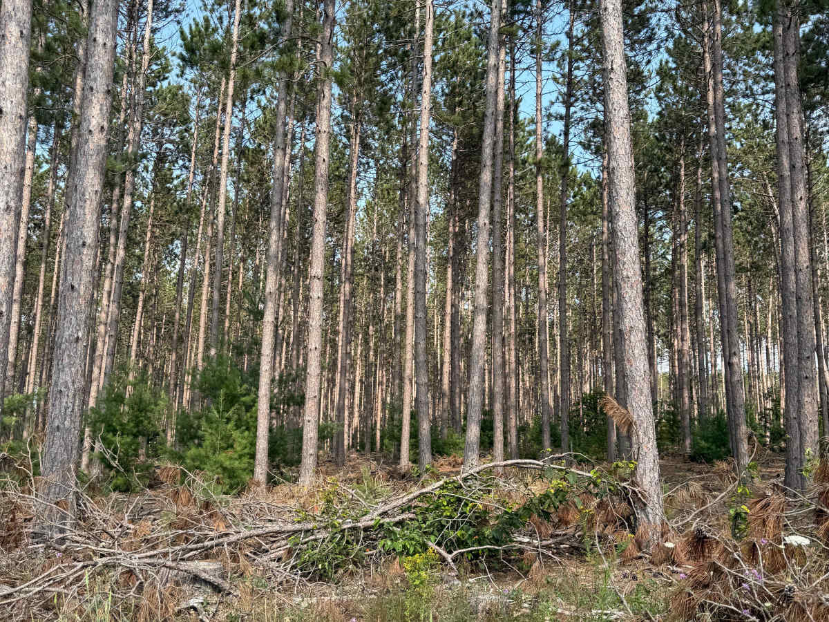 Red Pine Alley Trail photo 4