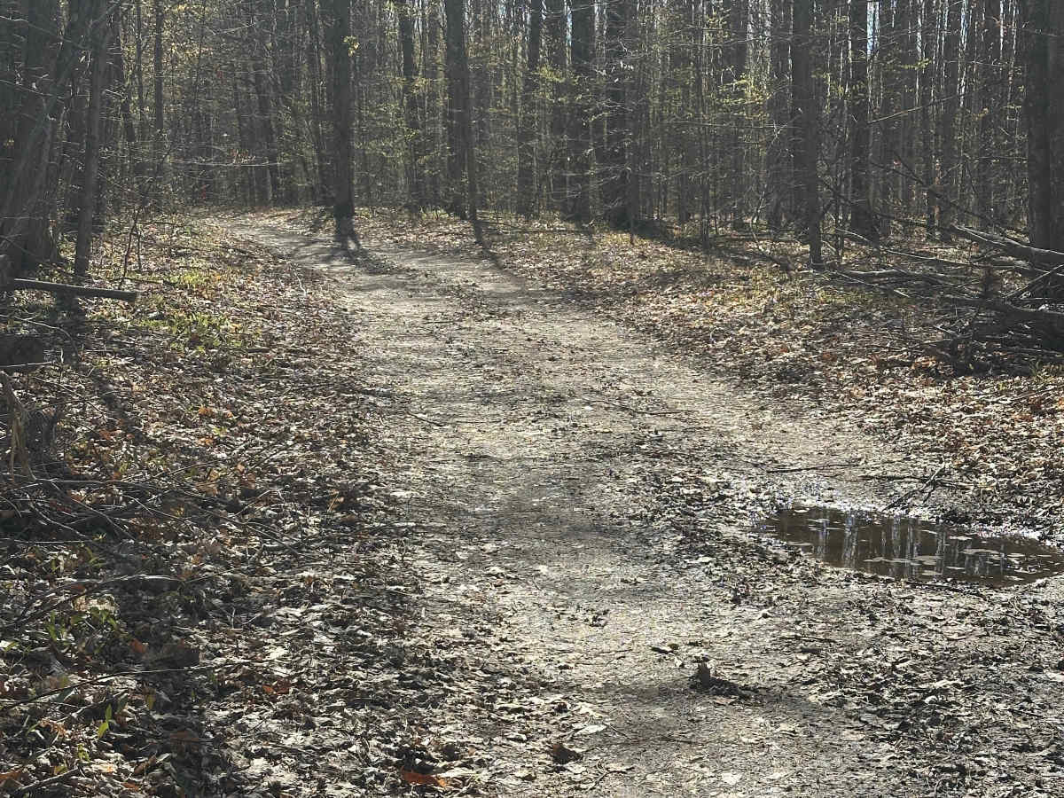 Blue Bear Trail photo 2
