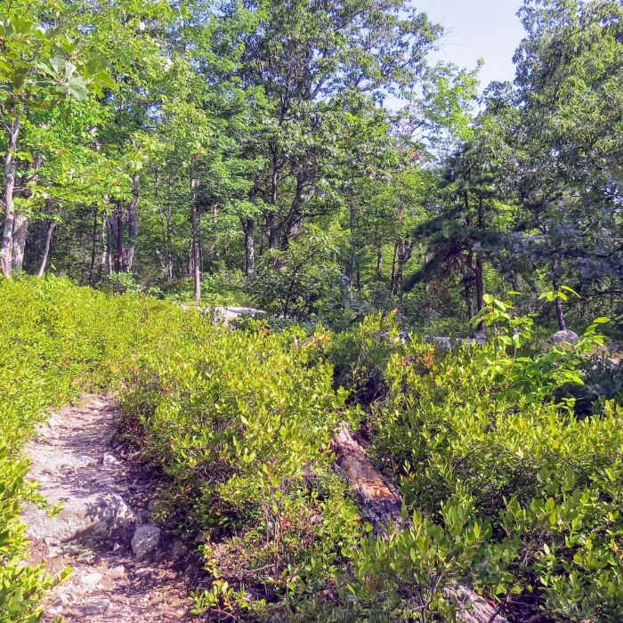 Near Millbrook Mountain Trail