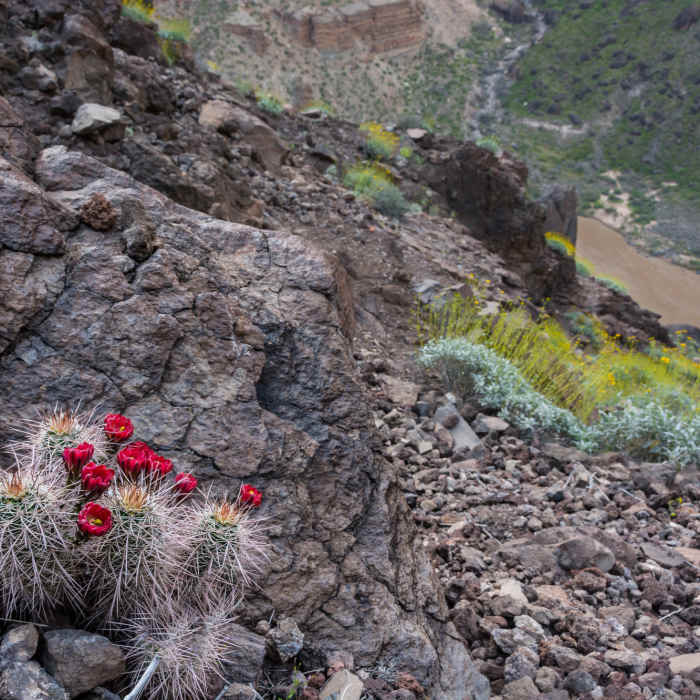 Near Lava Falls