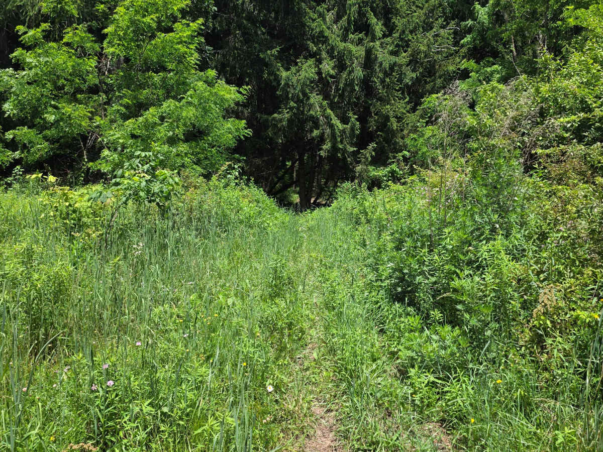 Single Track NB trail photo