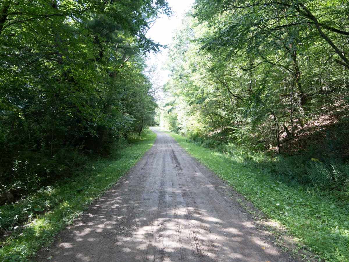 Phearsdorf Forest Road photo 6