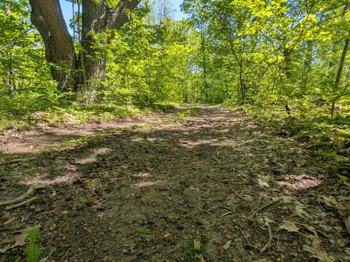 Dyer Lake Trail photo 2