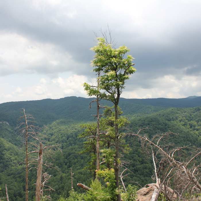Near Chestnut Knob Trail