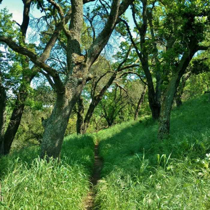 Near Ohlone Trail