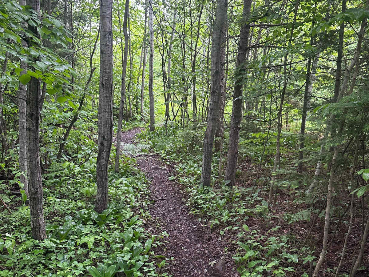Alger Grade - Trail 10 photo 6
