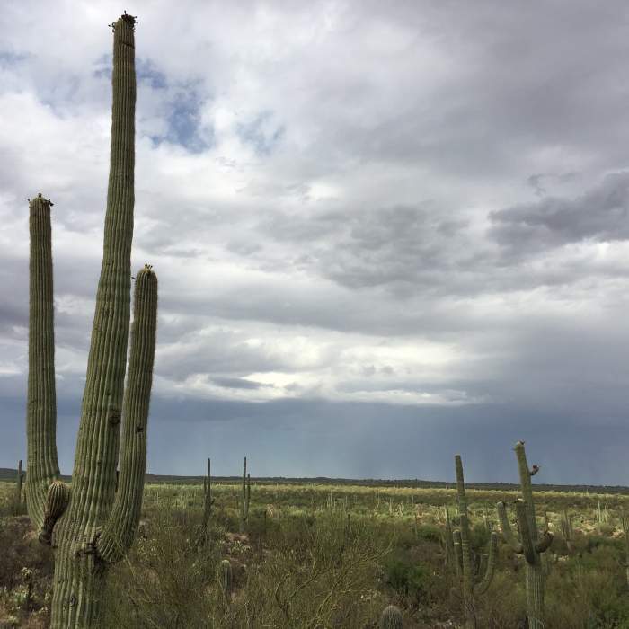 Near Loma Verde Trail