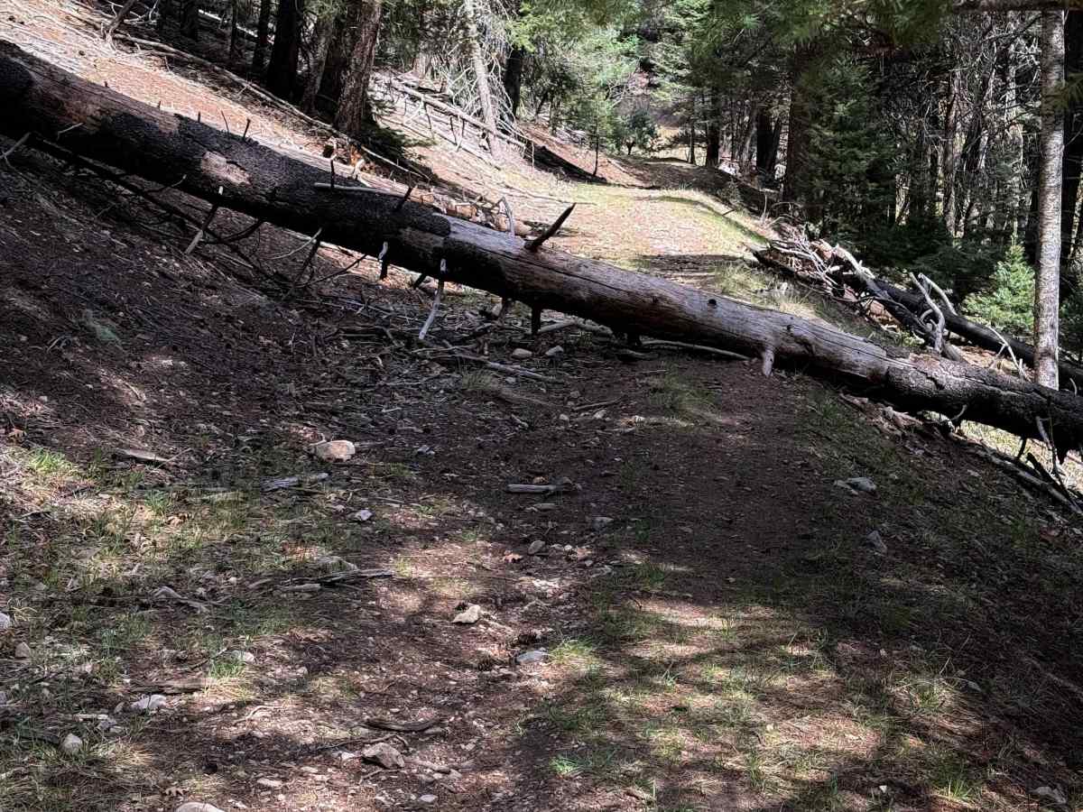 Zinker Canyon Trail  photo 5