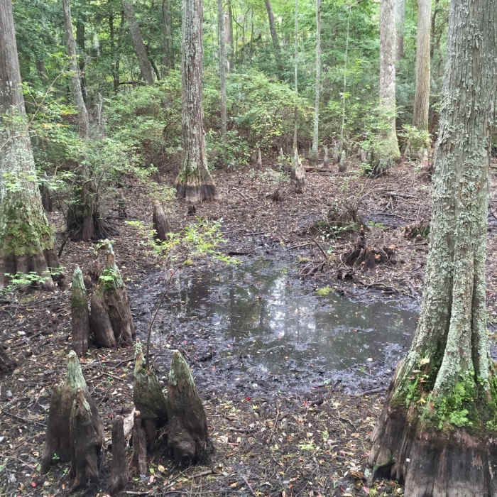 Bald cypress swamp alongside Cape Henry Trail, featuring interesting "knees" from the Bald Cypress trees. The trees are relatives of the Redwood family. Near First Landing State Park Loop