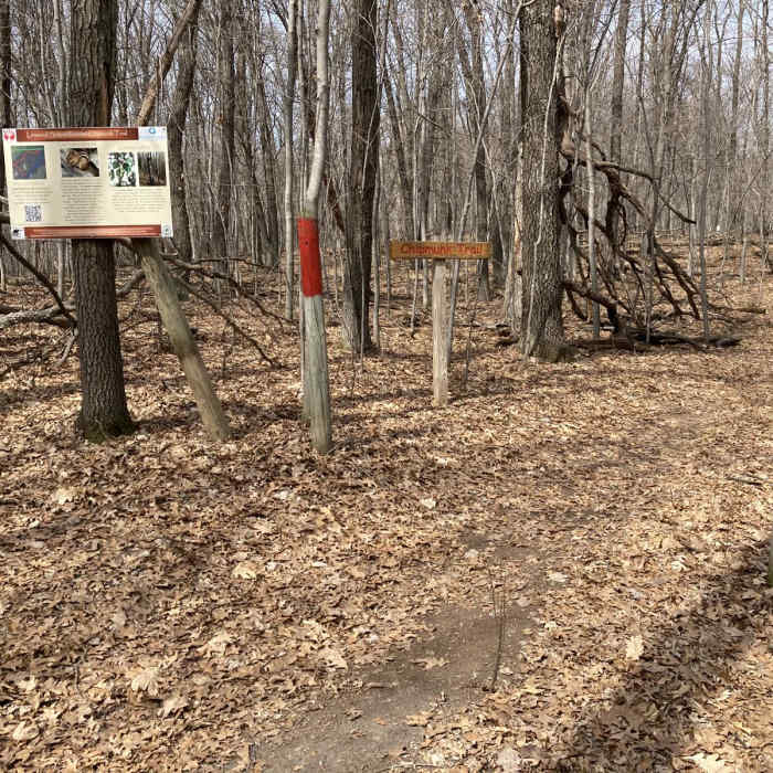 Near Linwood School Forest Trails Loop