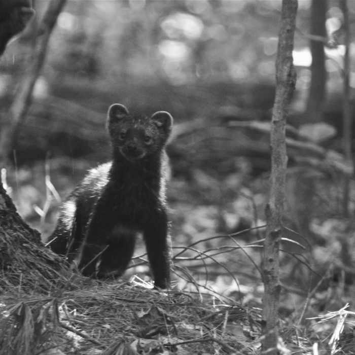 Near Ipswich River Wildlife Sanctuary Loop