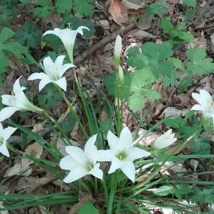 Near Stairway Trail