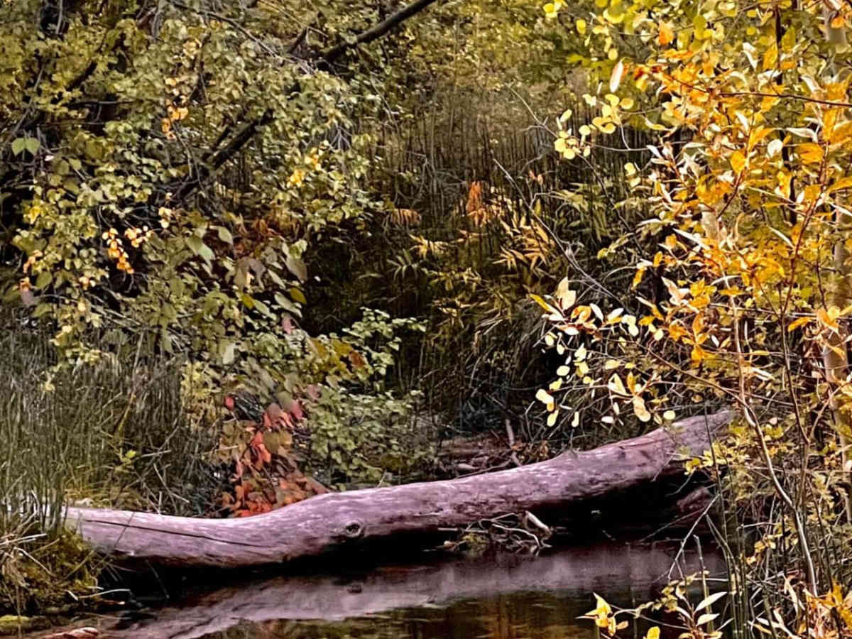 Snake Creek Road photo 2
