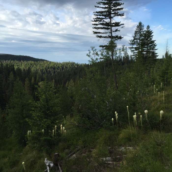 Near Beardance Trail #76