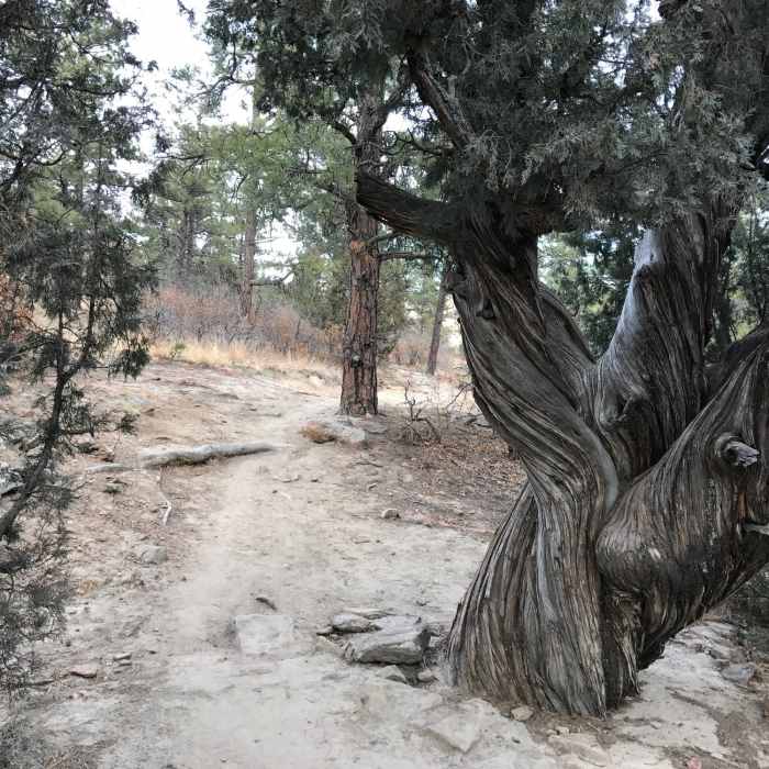 Near Ute Valley Loop