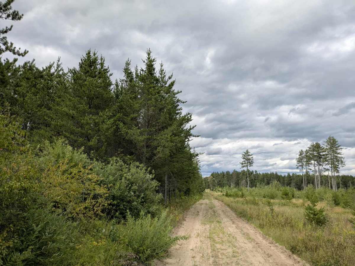 Nyhiem Forest Road photo 3