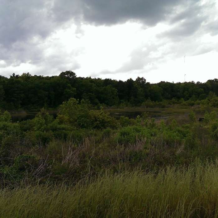 Between the ponds Near Monkey Trail