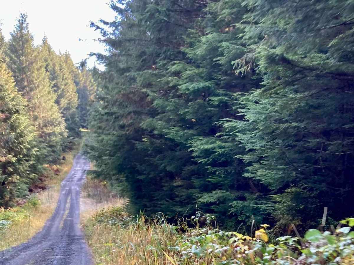 Staney Creek Campground Road - FS 2054300 trail photo
