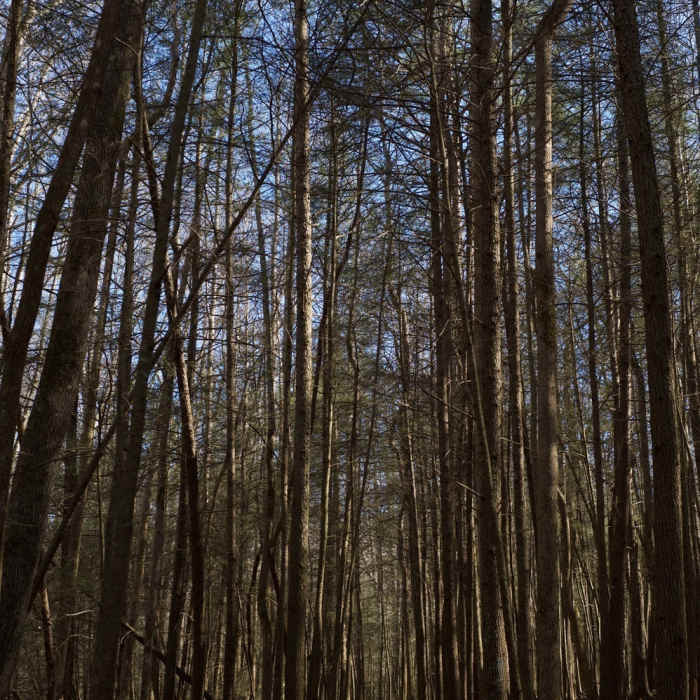 The trail moves through tall trees between Laurel Creek Road and Crib Gap Trail. Near Lead Cove Trail