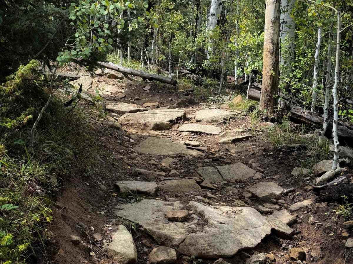 La Cueva Trail - FS 8  trail photo