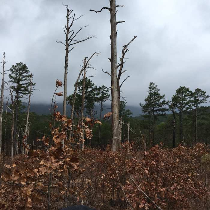 Near Holson Valley Trail