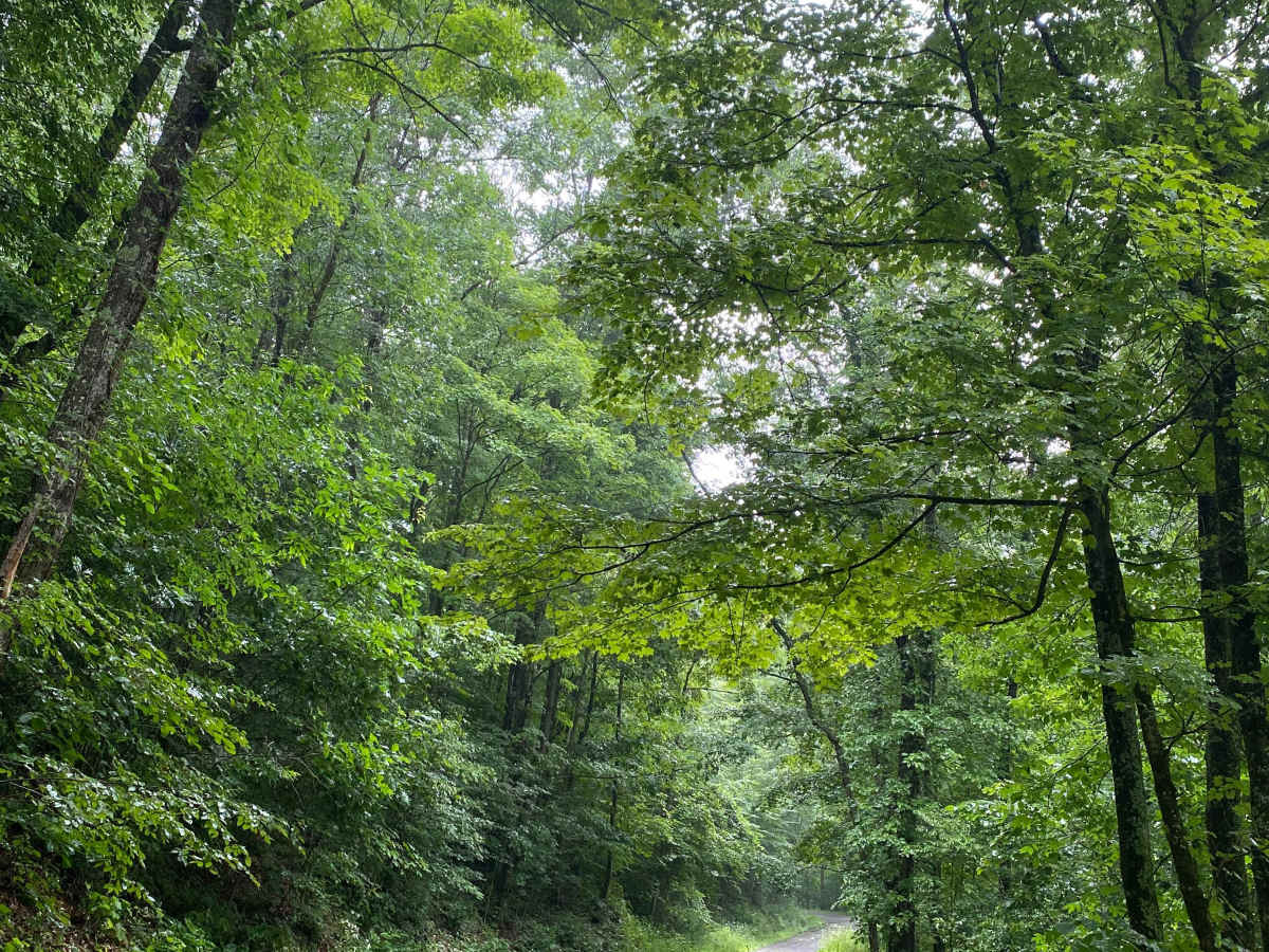 Snake Road trail photo