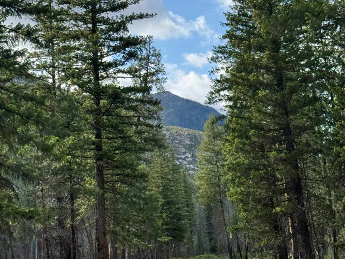 Lake Creek Road - FS 5160-100 photo 6