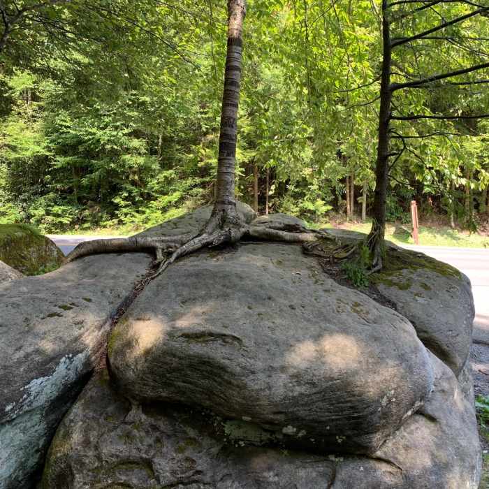 Near Gentle Trail