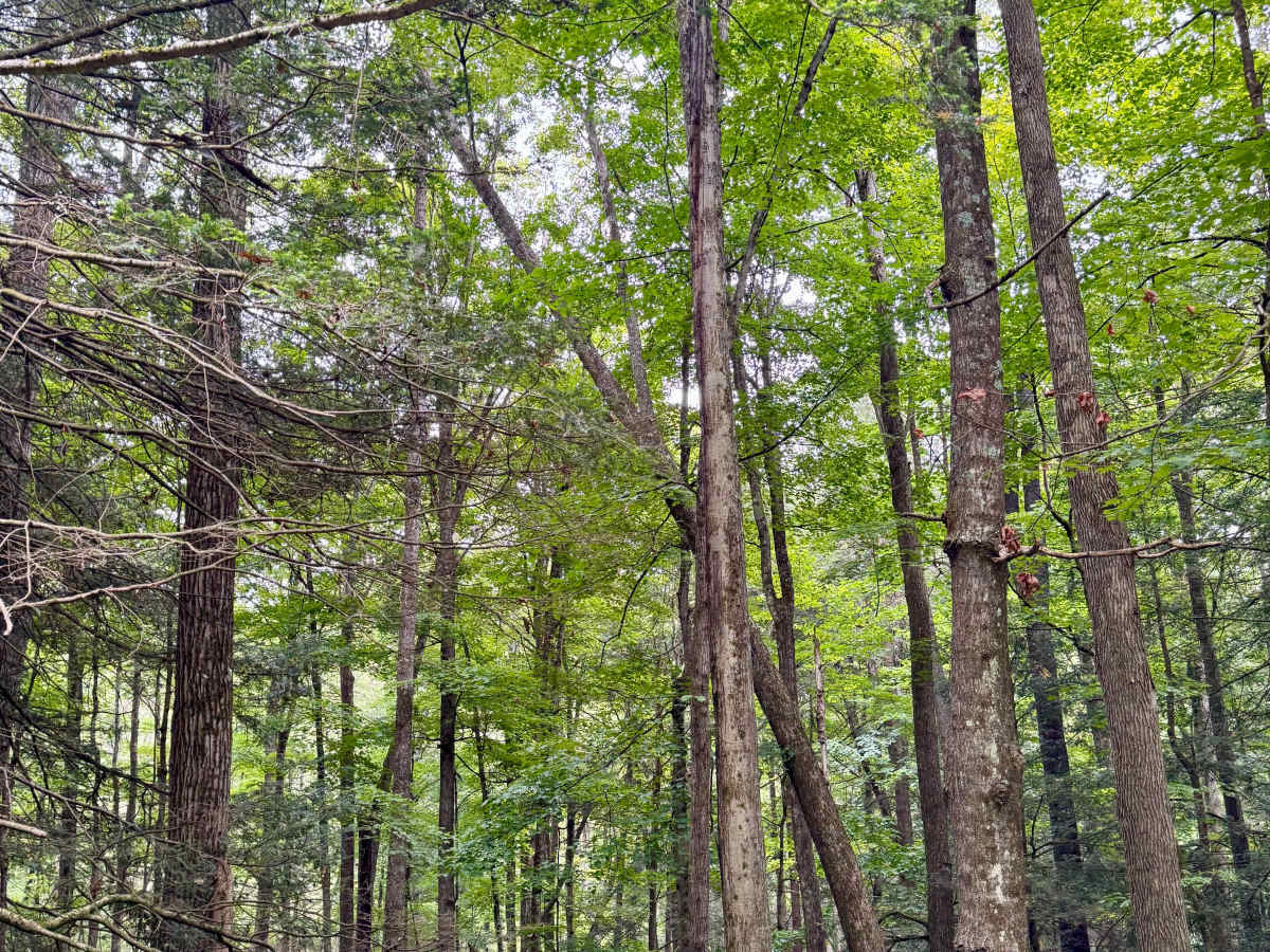 Sugar Camp Road photo 6