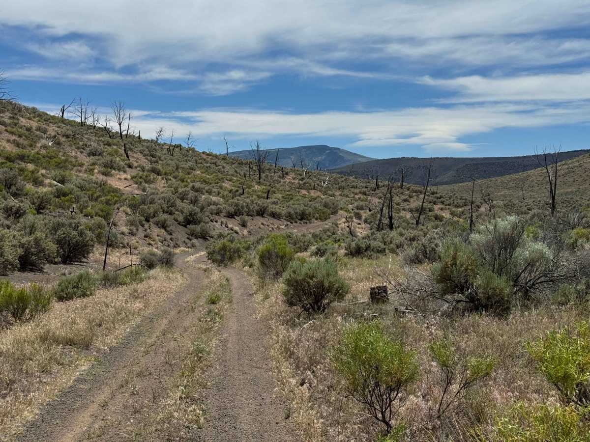 BLM 8466 photo 3