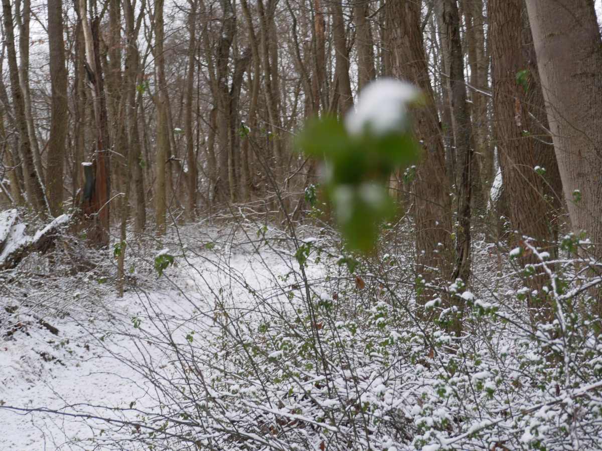 Trail 40 photo 3