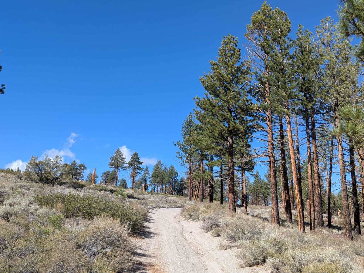 FS 1N02 trail photo