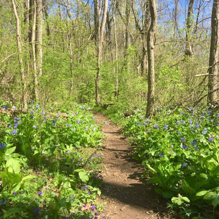 Woodland flowers - April Near Mason Dixon Trail: Otter Creek