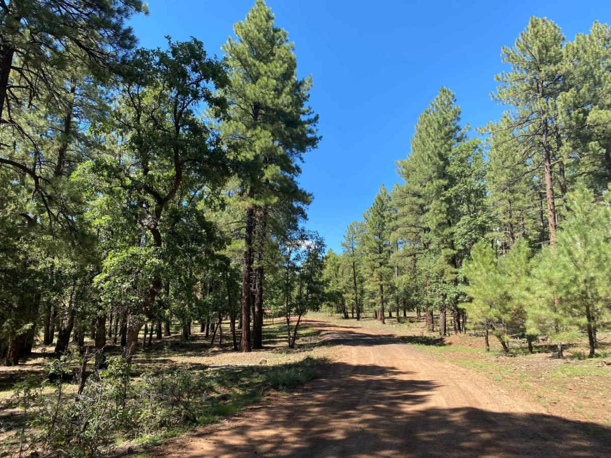 Ritter Road (Newman Park) photo 2