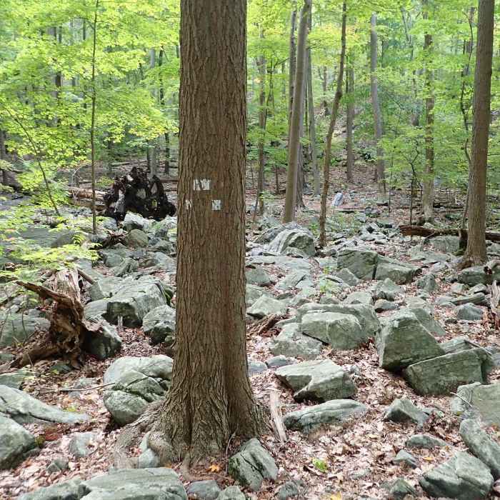 Near Black Rock - Scenic Trail Loop