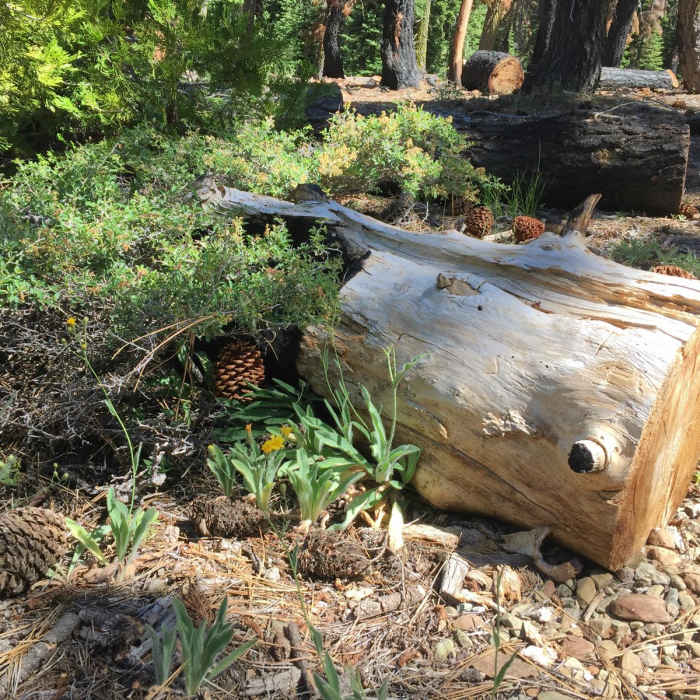 Near North Yolla Bolly