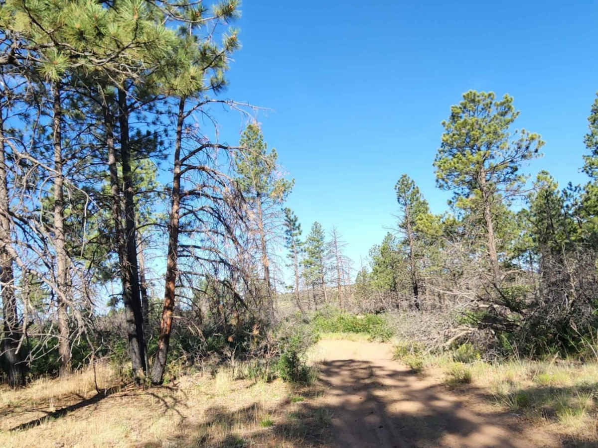 Beaver Rim F Road photo 5