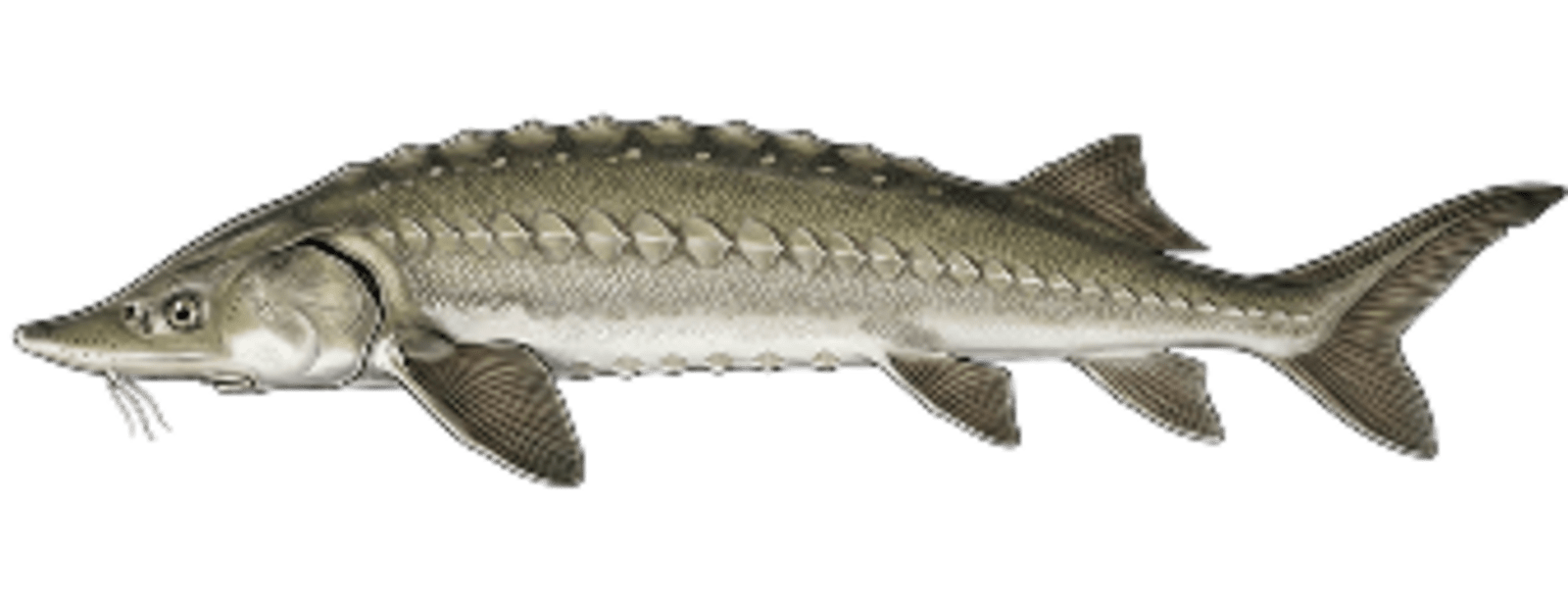 Sturgeon