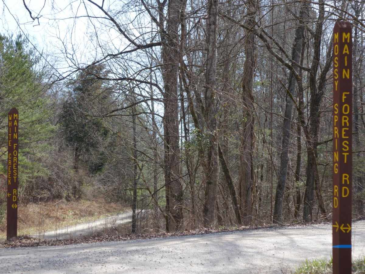 Main Forest Road photo 6