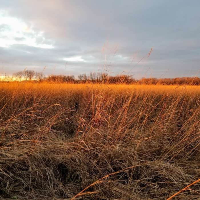 Tall grass meadow Near Kyle Park Horse Trail Loop