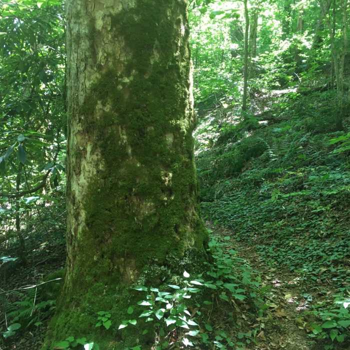 Near Burntrock Ridge Trail #65A
